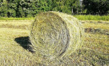 hay-bale-haystack-WyL78n0-600